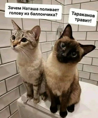 Комментарий с изображением на AdMe.Media