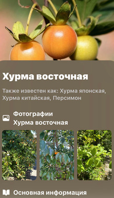 Комментарий с изображением на AdMe.Media