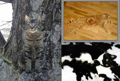 Комментарий с изображением на AdMe.Media