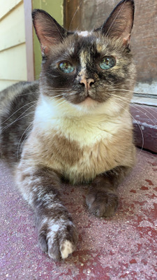 Комментарий с изображением на AdMe.Media