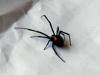 Комментарий с изображением на AdMe.Media