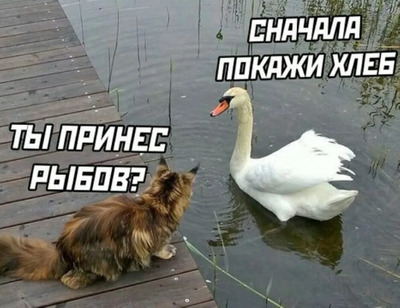 Комментарий с изображением на AdMe.Media