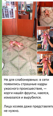 Комментарий с изображением на AdMe.Media