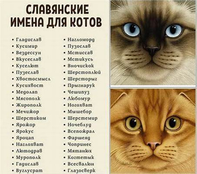 Комментарий с изображением на AdMe.Media