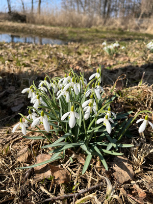 Комментарий с изображением на AdMe.Media