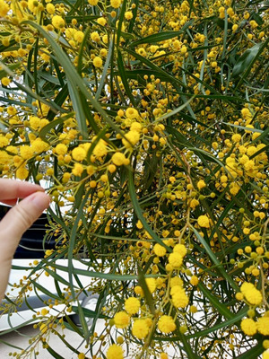 Комментарий с изображением на AdMe.Media