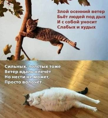 Комментарий с изображением на AdMe.Media