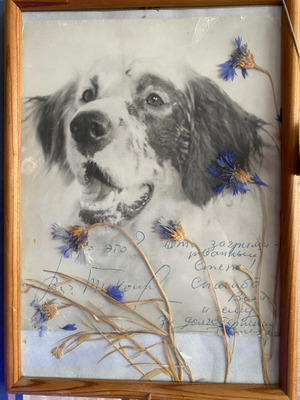 Комментарий с изображением на AdMe.Media