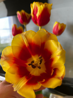 Комментарий с изображением на AdMe.Media