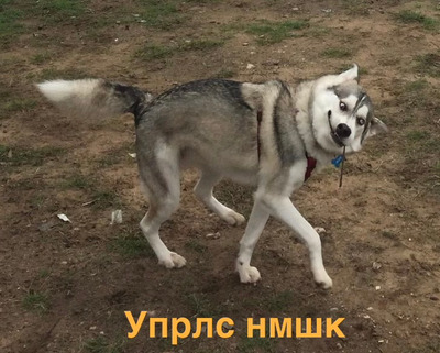 Комментарий с изображением на AdMe.Media