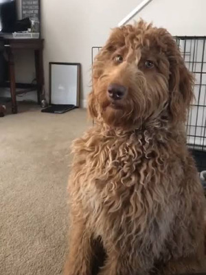 Комментарий с изображением на AdMe.Media