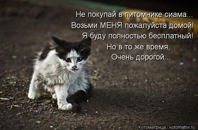 19 шикарных кошек, которые стоят целое состояние / AdMe