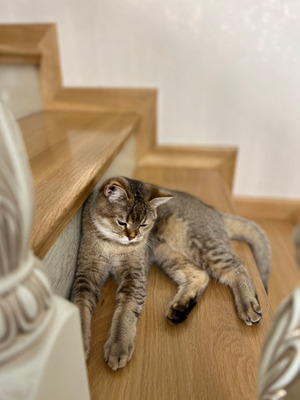 Комментарий с изображением на AdMe.Media