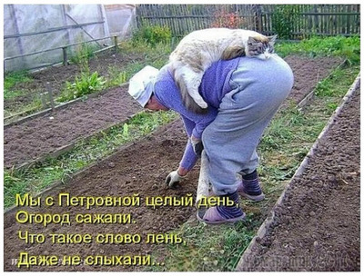 Комментарий с изображением на AdMe.Media
