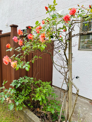 Комментарий с изображением на AdMe.Media