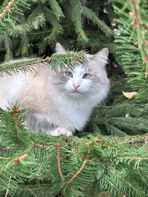 Комментарий с изображением на AdMe.Media