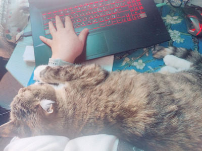 Комментарий с изображением на AdMe.Media