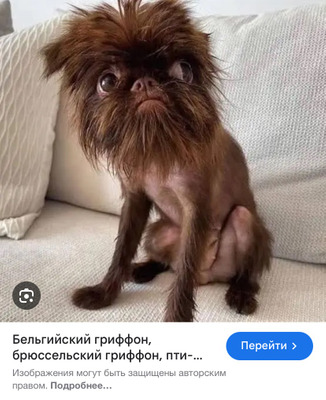 Комментарий с изображением на AdMe.Media