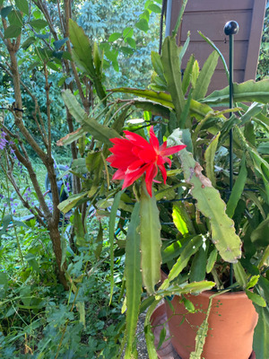 Комментарий с изображением на AdMe.Media