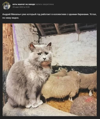 Комментарий с изображением на AdMe.Media