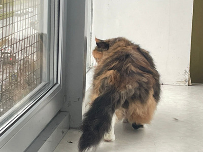 Комментарий с изображением на AdMe.Media