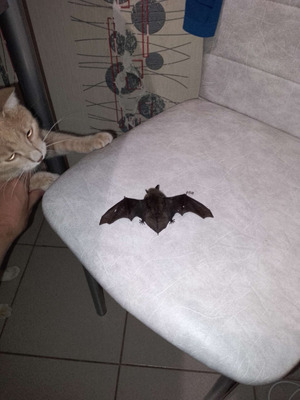 Комментарий с изображением на AdMe.Media