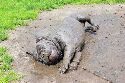 Комментарий с изображением на AdMe.Media