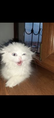 Комментарий с изображением на AdMe.Media