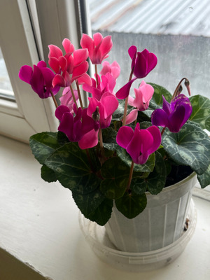 Комментарий с изображением на AdMe.Media