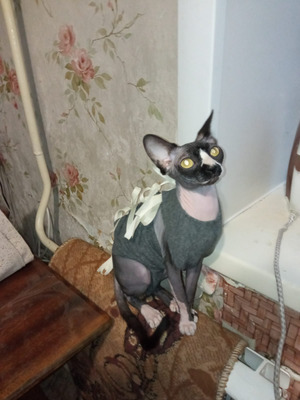 Комментарий с изображением на AdMe.Media