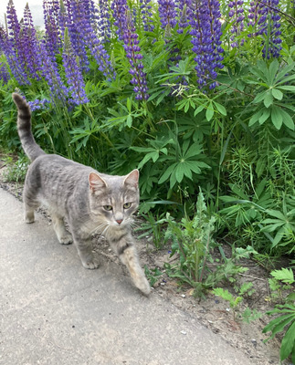 Комментарий с изображением на AdMe.Media