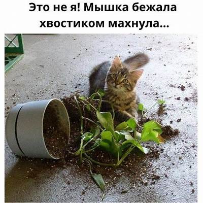 Комментарий с изображением на AdMe.Media