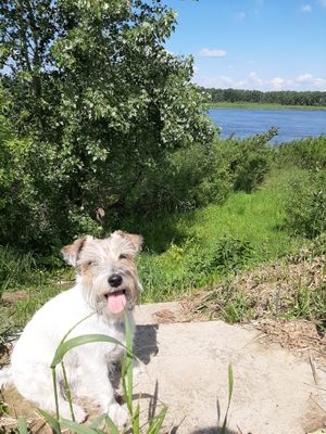 Комментарий с изображением на AdMe.Media