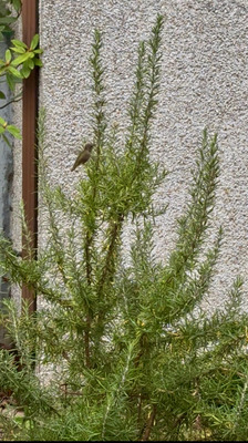 Комментарий с изображением на AdMe.Media