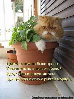 Комментарий с изображением на AdMe.Media