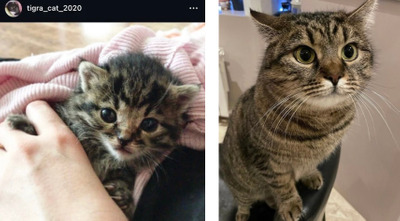 Комментарий с изображением на AdMe.Media