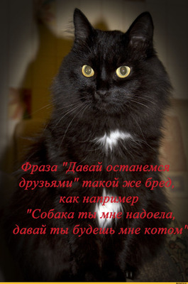 Комментарий с изображением на AdMe.Media
