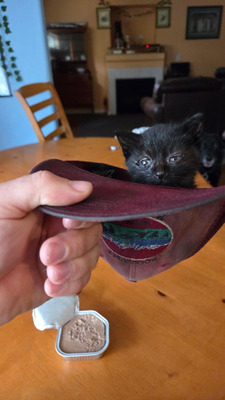 Комментарий с изображением на AdMe.Media