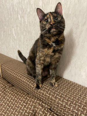 Комментарий с изображением на AdMe.Media