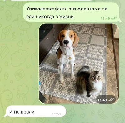 Комментарий с изображением на AdMe.Media