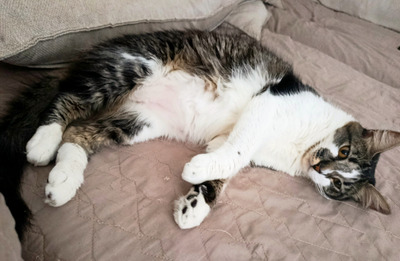 Комментарий с изображением на AdMe.Media