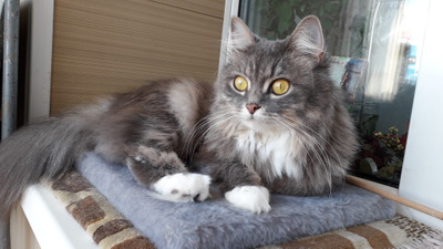 Комментарий с изображением на AdMe.Media