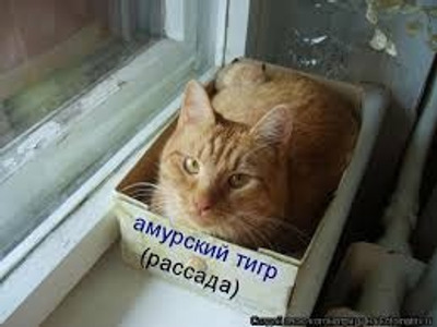 Комментарий с изображением на AdMe.Media