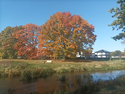 Комментарий с изображением на AdMe.Media