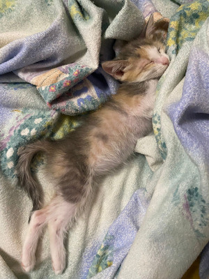 Комментарий с изображением на AdMe.Media