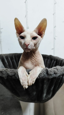 Комментарий с изображением на AdMe.Media