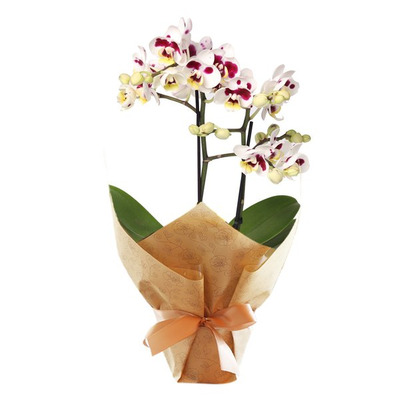 Комментарий с изображением на AdMe.Media