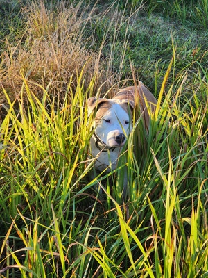 Комментарий с изображением на AdMe.Media