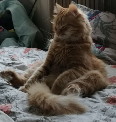 Комментарий с изображением на AdMe.Media