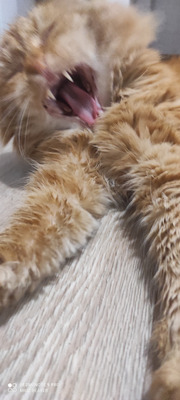 Комментарий с изображением на AdMe.Media